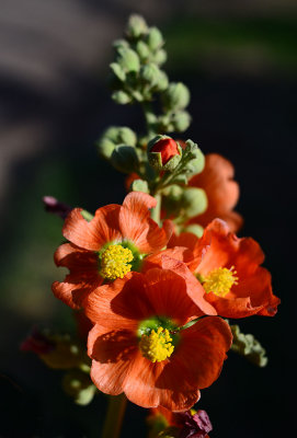 Globe mallow