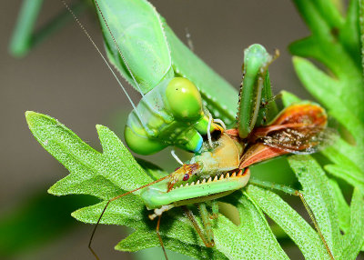 assassin bug gets assassinated by Bordered Mantis