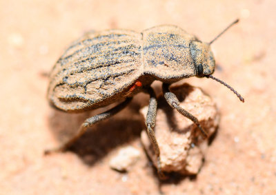 darkling beetle with mite
