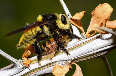 robber fly (mallophora fautrix) and bee