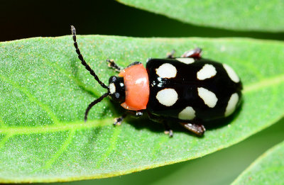 Eight spotted flea beetle