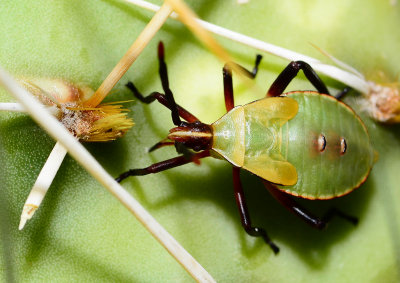 cactus bug nymph