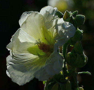 In the Garden at the La Posada hotel Winslow Az. 