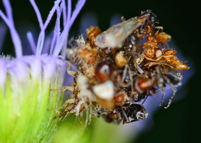 Lacewing larvae with bug shells for camo