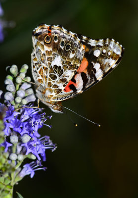 Painted Lady in the yard.