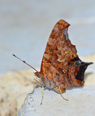 Question Mark in the yard.