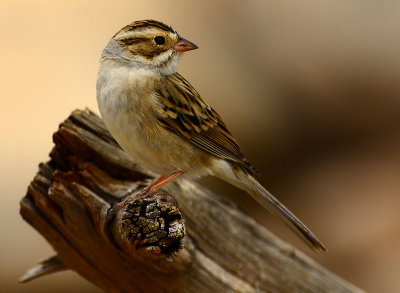 Clay colored sparrow