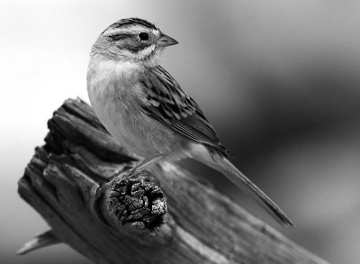 Sparrow