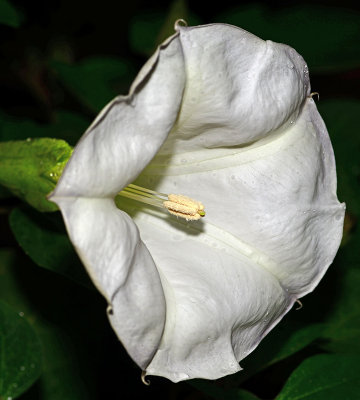 Datura