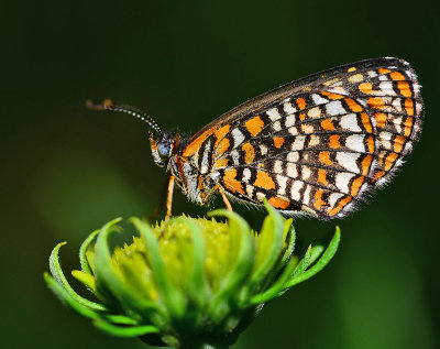 Texola Elada or Elada Checkerspot.