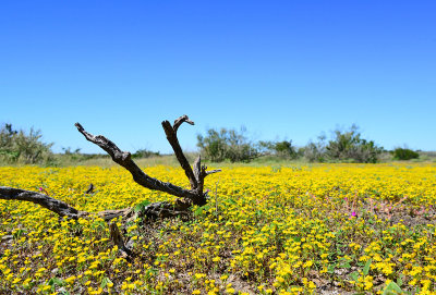 Seminole Canyon SP