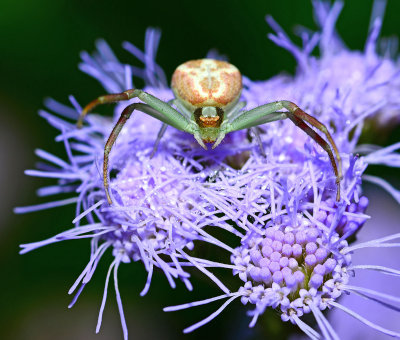 crab spider waiting for lunch