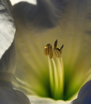 Datura