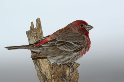 House finch in the yard. 
