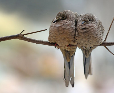 Inca doves on a cold morning
