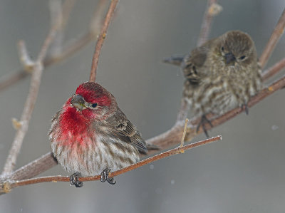 house finches