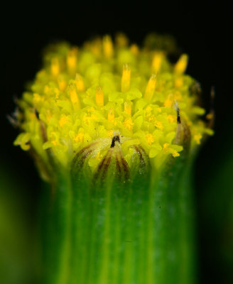 Common Groundsel