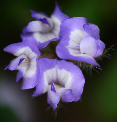 quali/turkey pea.