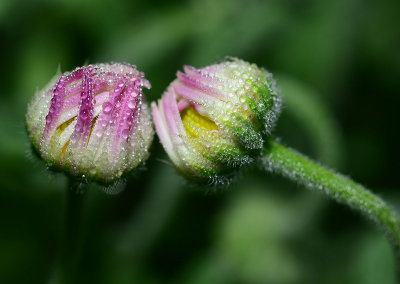 fleabane