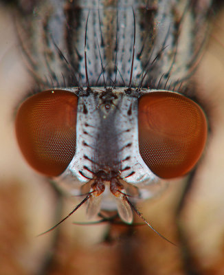 fly eyes.