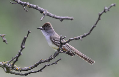 ash-throated flycatcher