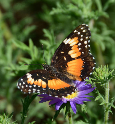 Bordered patch