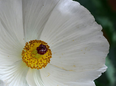 prickly poppy