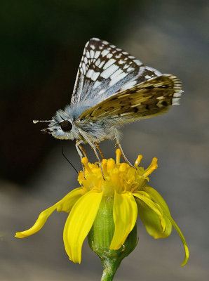 checkered skipper