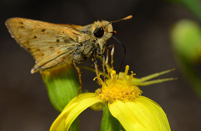 Fiery Skipper