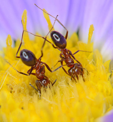 Pyramid ants in aster