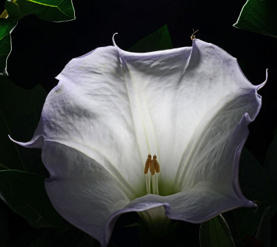 Sacred Datura in the yard