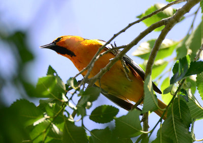 Bullocks oriole