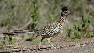 roadrunner