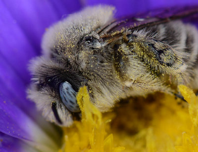 Chimney bee in aster