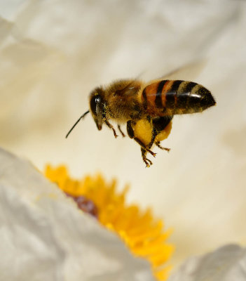 honey bee and white prickly poppy
