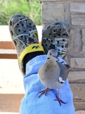 Friendly dove looking for a handout