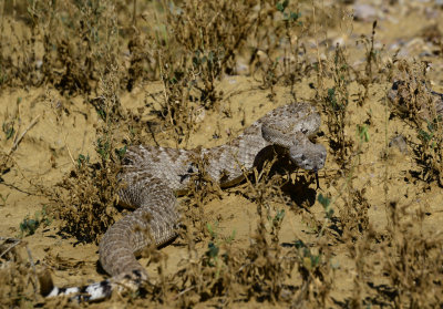 snake on trail. 