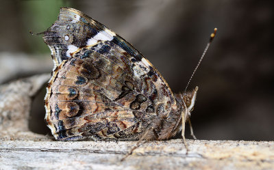 Red admiral wings up.