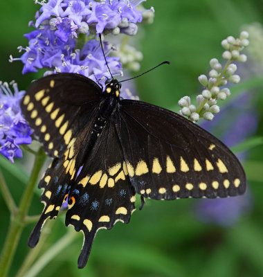 Black swallowtail in the yard.
