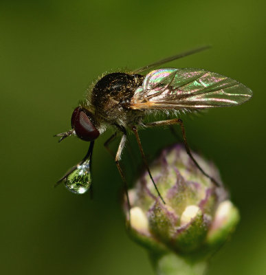 Bee fly making a spit ball on frog fruit.