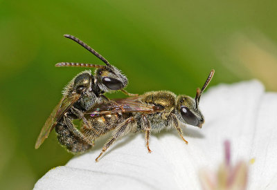 metallic sweat bees