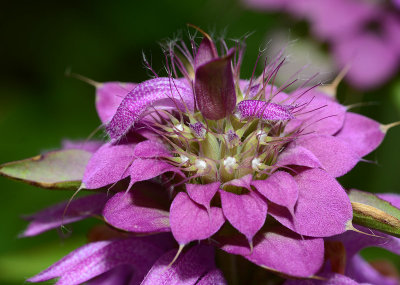 bee balm/horse mint