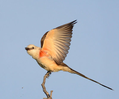 Scissor-tail flycatcher at Lake Colorado City