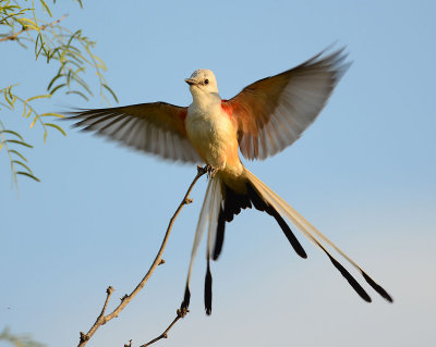 Scissor tail flycatcher