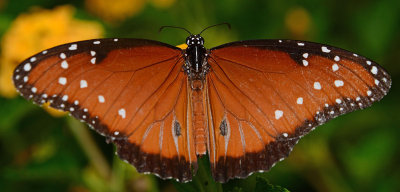 Queen butterfly (male, Midland Texas)