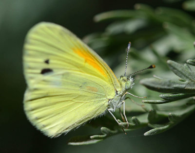 Dainty Sulphur