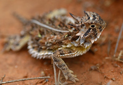 Horned lizard among the rusty parts