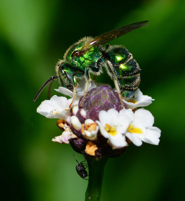 Metallic Green Bee on Frogfruit flower