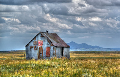 Crows roost near Raton New Mexico