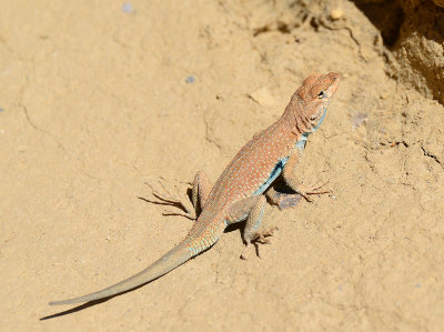 Chaco visitor